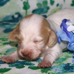 Sprite - Piebald male Dachshund puppy in Corbin, Kentucky from White River Valley Kennel
