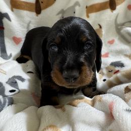 Boy 2 - Black and tan male Dachshund puppy in Andalusia, Alabama from Sweet Home Alabama Dachshunds