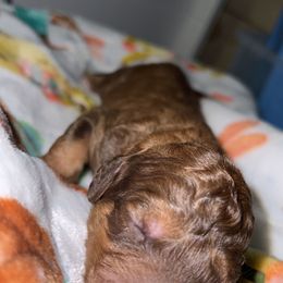 Assorted Doodle Crosses and Poodle Puppies from CC Poodles and Doodles