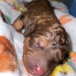 Assorted Doodle Crosses and Poodle Puppies from CC Poodles and Doodles