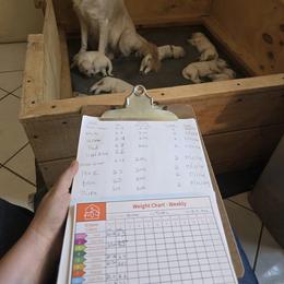 Golden Retriever Puppies from Danielle Kemper