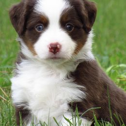 Miniature Australian Shepherds and Toy Australian Shepherds from Faith Farms Mini Aussies