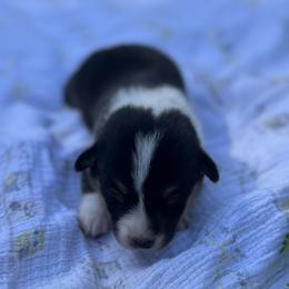 Joey - Black and tan male Pembroke Welsh Corgi puppy in Hope, Arkansas from Foxy Knoll Farm