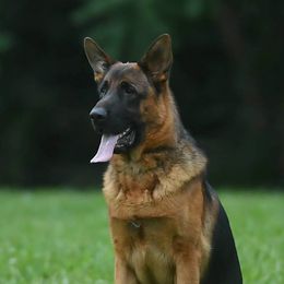 Thor - German Shepherd