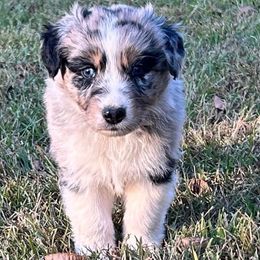 Steven - Blue merle male Australian Shepherd puppy in Butler, Georgia from Aussies at Howling Hill Farm
