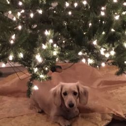 Dachshunds from Tiny Paws and Tails