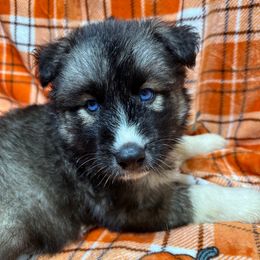 AKC Coal - Agouti and white male Siberian Husky puppy in Centreville, Maryland from Huskies By the Bay
