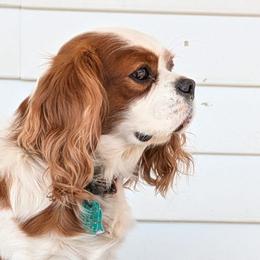 Cavalier King Charles Spaniels, Cavapoos, and Poodles from Puppy Adventures LLC