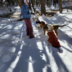 Black Mouth Cur All Grown Up from Shipman Black Mouth Curs