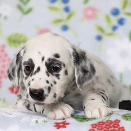 Black - White and black male Dalmatian puppy in Cottage Grove, Oregon from Hidden Hills Dalmatians