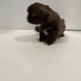 Shih Tzu Puppies from Moore Shih Tzus