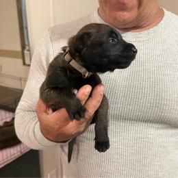 Grey - Red sable male Belgian Malinois puppy in Highland City, Florida from VonSal Kennels