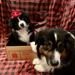 Australian Shepherd and Collie Puppies from Nicara kennel