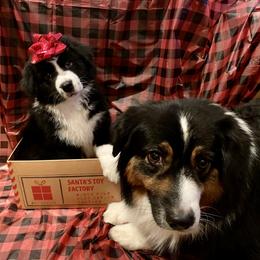 Australian Shepherd and Collie Puppies from Nicara kennel