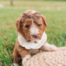 Victoria - Red  female Goldendoodle puppy in Iola, Texas from Supreme Doodles of Texas