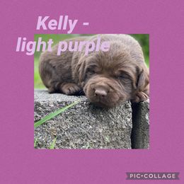 Labradoodle and Labrador Retriever Puppies from Castlegate Labs & Doodles