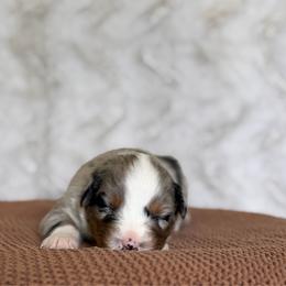 Boy 1 - Blue merle male Australian Shepherd puppy in Argyle, Iowa from Country Time Kennels