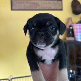 Dark Purple Collar - Black female Pug puppy in Belmont, New Hampshire from Crazy Pugs Haven