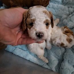 Boy 2 - Red  male Poodle puppy in Greenville, Texas from RhineStone Poodles