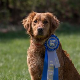 Sky - Golden Retriever