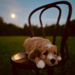 Felix - Red  male Goldendoodle puppy in Stanford, Kentucky from Holloway Goldendoodles
