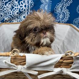 Camden - Liver male Shih Tzu puppy in Russellville, Kentucky from The Patriot Tzu