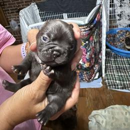 Chocolate brindle - Liver female French Bulldog puppy in Summerville, Georgia from R&J Frenchie