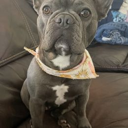 French Bulldogs from Ball House Frenchies