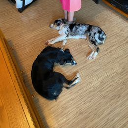 Miniature Australian Shepherd All Grown Up from DRS Mini Australian Shepherds