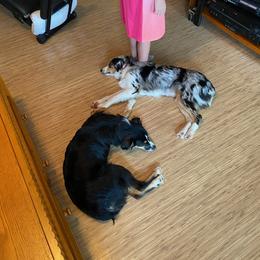 Miniature Australian Shepherd All Grown Up from DRS Mini Australian Shepherds
