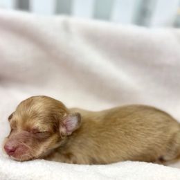 Bradwell - Cream Dachshund puppy in Goodyear, Arizona from D&C Royal Dachshunds
