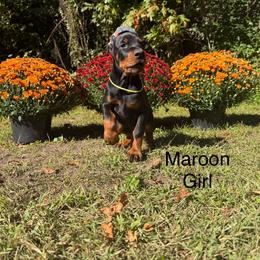 Maroon - Black and rust female Doberman Pinscher puppy in Knox, Indiana from Double River Dobermans