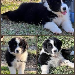 (5) Mayflower 1620 - Black tri-color female Australian Shepherd puppy in Huntington, Texas from JKKJ Farms