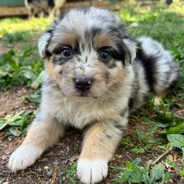 Lori - Blue merle female Australian Shepherd puppy in Scottsville, Virginia from Cedar Creek Aussies
