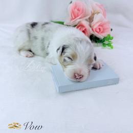 Vow - Blue merle male Australian Shepherd puppy in Jonesborough, Tennessee from Lotus Australian Shepherds