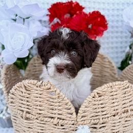 Erling - Brown and white male Aussiedoodle puppy in Allen, Texas from Calena’s Doodles