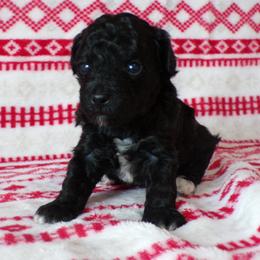 Luna - Black female Poodle puppy in Hurricane Mills, Tennessee from Scenic Hills Kennels