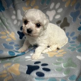 Bichon Frise, Shichon, and Shih Tzu Puppies from Jacob’s Shih Tzu & Shichon