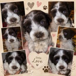 Titan 2lbs - Parti male Miniature Schnauzer puppy in Bloomington, California from Michael's Minis