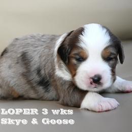 LOPER (bmm) - Blue merle male Miniature American Shepherd puppy in Pasco, Washington from ROCK CREEK LABRADORS Pasco, WA