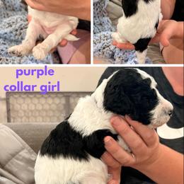 Poodle Puppies from Cassie Enlow