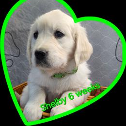 Lime green girl - Light golden female Golden Retriever puppy in Albuquerque, New Mexico from Teeter's Desert  Goddess Goldens