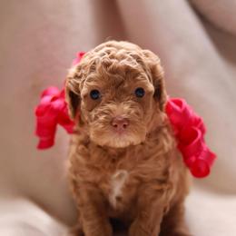 Blush - Apricot female Goldendoodle puppy in Forney, Texas from Diamond Doodle Pups and Poodles