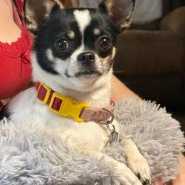 Lulu - Chihuahua