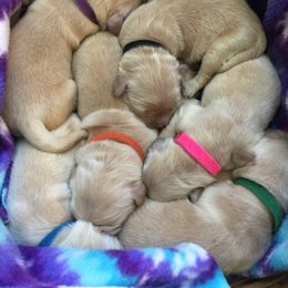 Golden Retriever Puppies from Penny Dreps