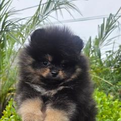 Teddy - Blue and tan male Pomeranian puppy in Santa Ana, California from Legacy Pomeranian of Orange County