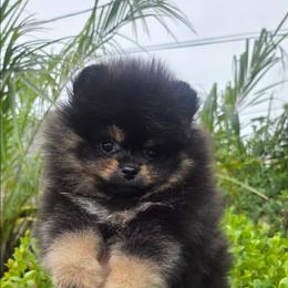 Teddy - Blue and tan male Pomeranian puppy in Santa Ana, California from Legacy Pomeranian of Orange County
