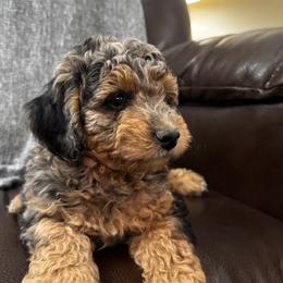 Splash - Parti male Poodle puppy in Moses Lake, Washington from Chuladoodles