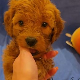 Olive - Red  female Goldendoodle puppy in Red Oak, Iowa from Fisher Pups-Stay Golden with a Doodle