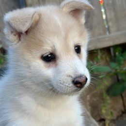 Mzfit - Red and white female Pomsky puppy in Shoreline, Washington from SeattlePomskies